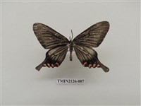 藏品(淺翅鳳蛾)的圖片